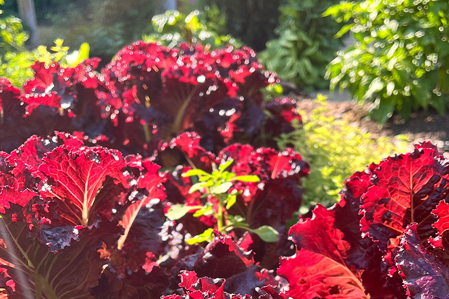 Red kale plants growing in a sunlit garden.